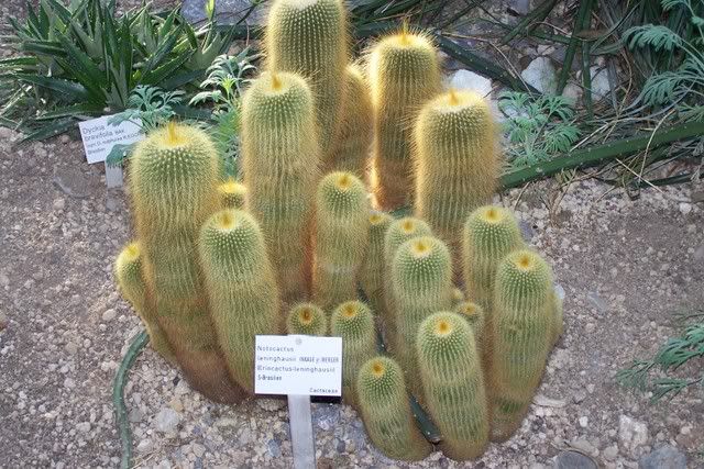 Kübel- und Zimmerpflanzen » Bot.Garten Uni Bochum Bilder